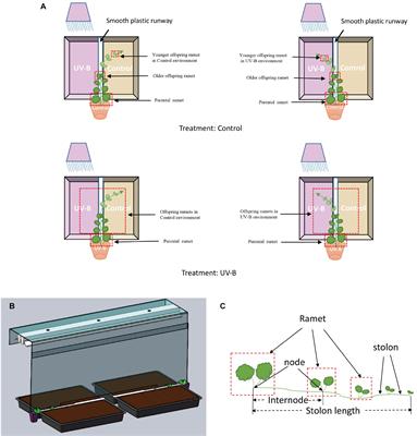 Ultraviolet B Radiation Triggers DNA Methylation Change and Affects Foraging Behavior of the Clonal Plant Glechoma longituba